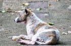 Inzicht in de vroege symptomen van schurft bij honden